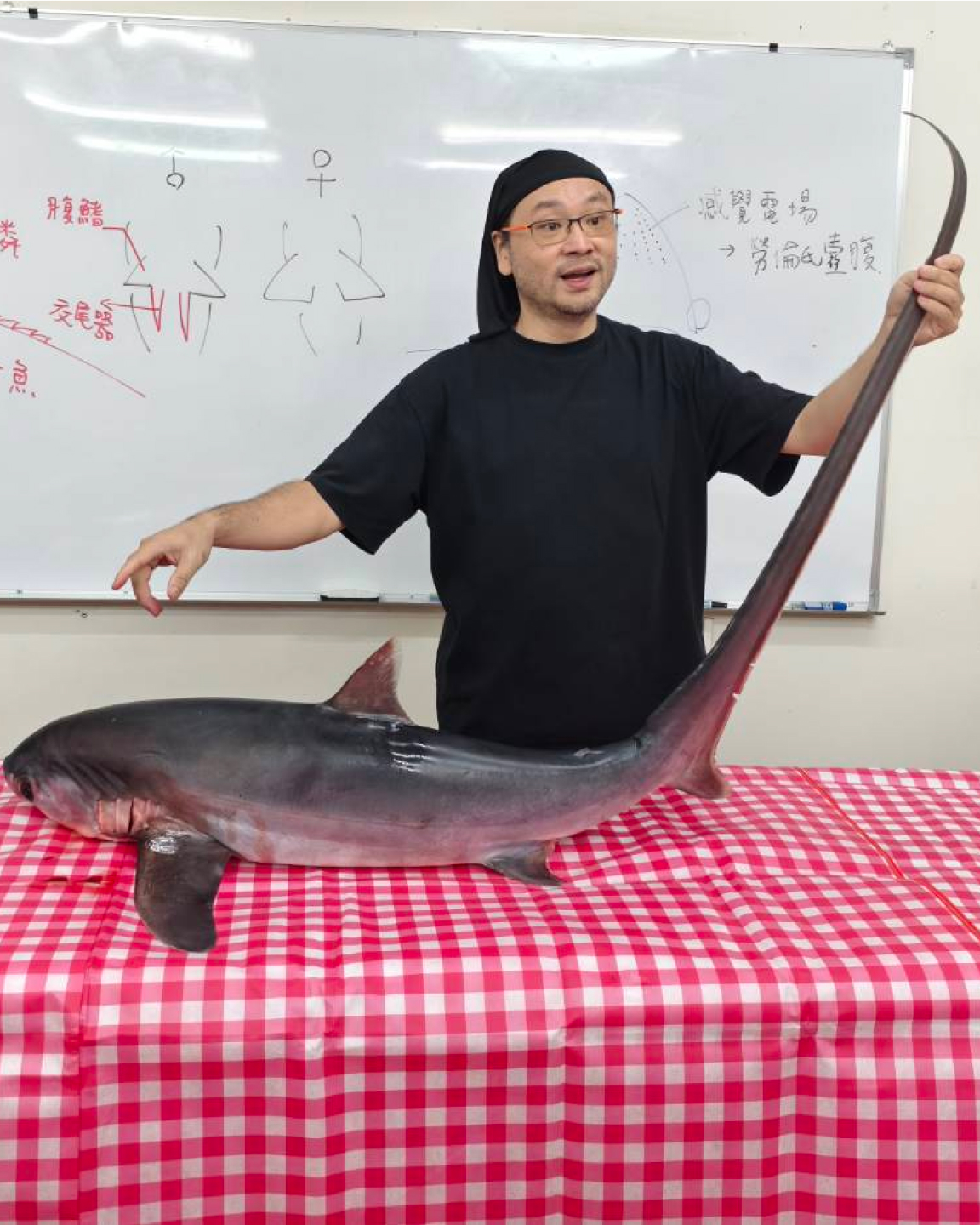 實作解剖體驗【強打課程:解剖鯊魚】